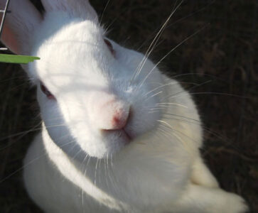 Raising Meat Rabbits on Pasture: Intensive Grazing with Bunnies Image